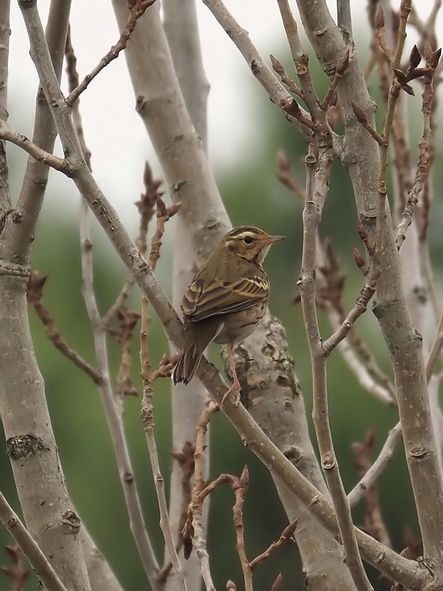 Prispolone indiano (Anthus hodgsoni)